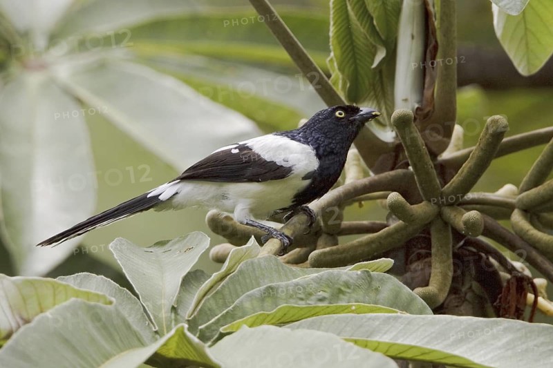 Magpie Tanager (Cissopis leverianus), Ecuador