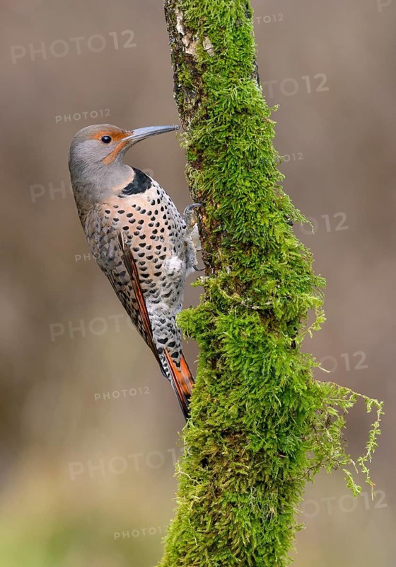 Northern Flicker (Colaptes auratus) female, British Columbia, Canada