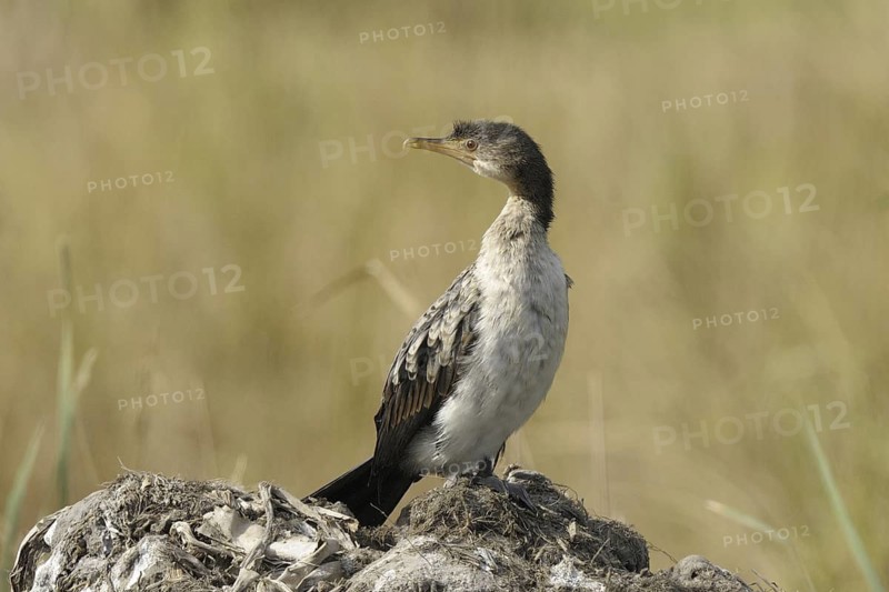 Reed Cormorant (Microcarbo africanus) juvenile, Gambia