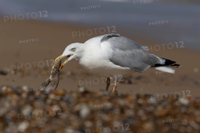 Herring gull (Larus argentatus) adult seagull bird feeding on a Dogfish shark fish on a beach in summer, England, United Kingdom