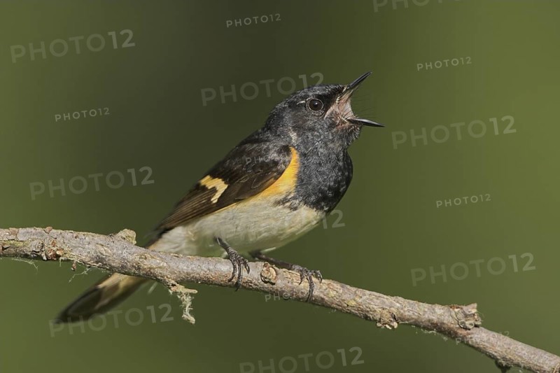 American Redstart (Setophaga ruticilla) male singing, Ontario, Canada