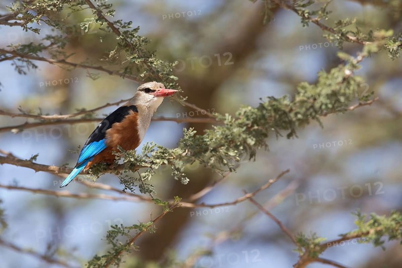 Grey-headed Kingfisher (Halcyon leucocephala leucocephala) perched on a branch, Lake Langano, Ethiopia
