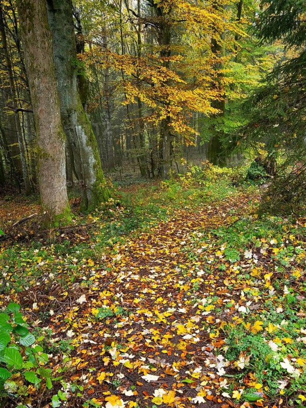 Woodland path, covered in autumn leaves, beside the Schwartzbach stream, in the Rhön UNESCO Biosphere nature reserve, county Bavaria, Germany
