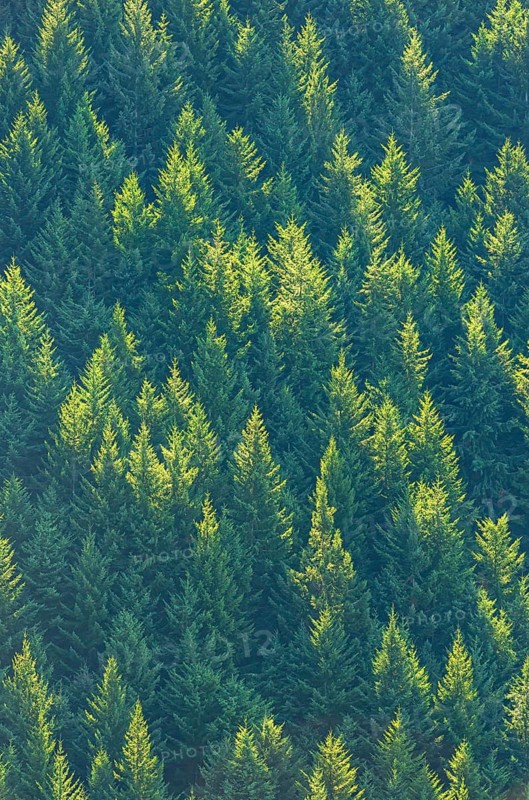 Pine trees forest, Queenstown, South Island, New Zealand