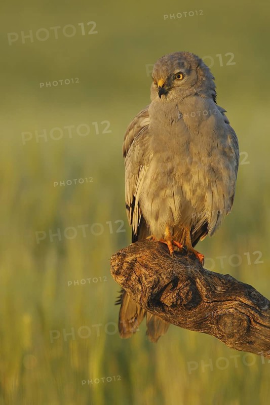 Montagu's Harrier (Circus pygargus) male, Seville, Spain