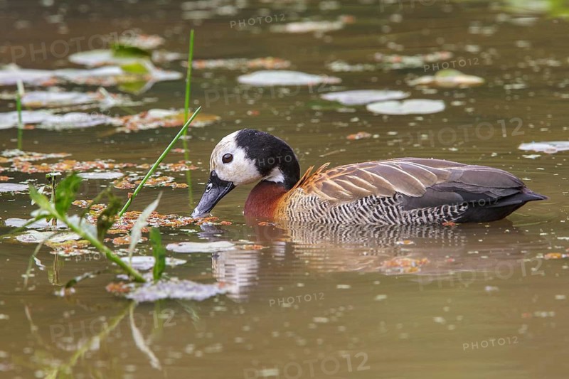 White-faced Whistling-Duck (Dendrocygna viduata) in a marsh in the Atlantic rainforest of southeast Brazil