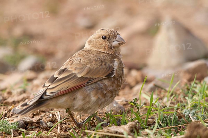 Eurasian Crimson-winged Finch (Rhodopechys sanguineus) female, Morocco