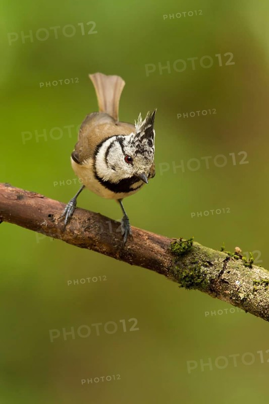 European Crested Tit (Lophophanes cristatus), Utrecht, Netherlands