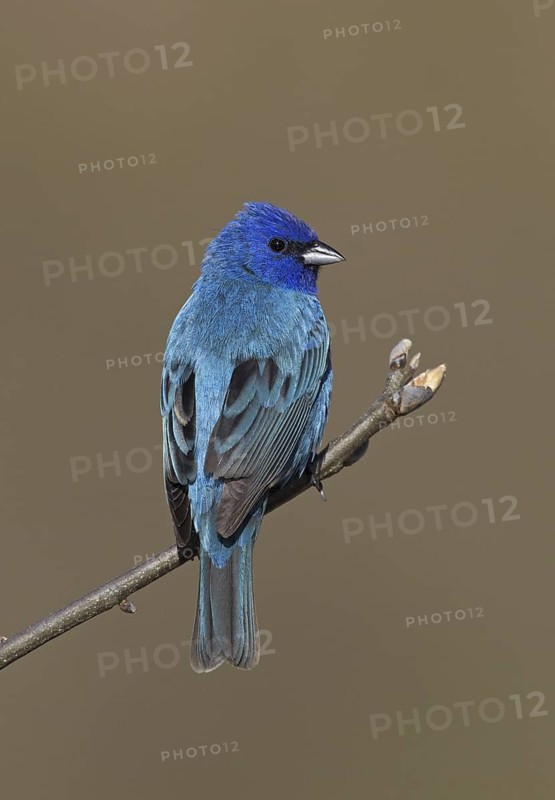 Indigo Bunting (Passerina cyanea) male, Ohio, USA