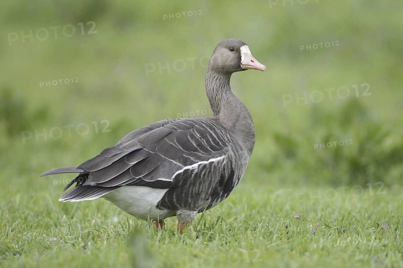 Greater White-fronted Goose (Anser albifrons), California, USA