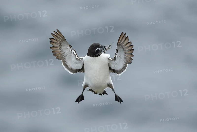 Razorbill (Alca torda islandica) flying with sandeels in beak, Iceland