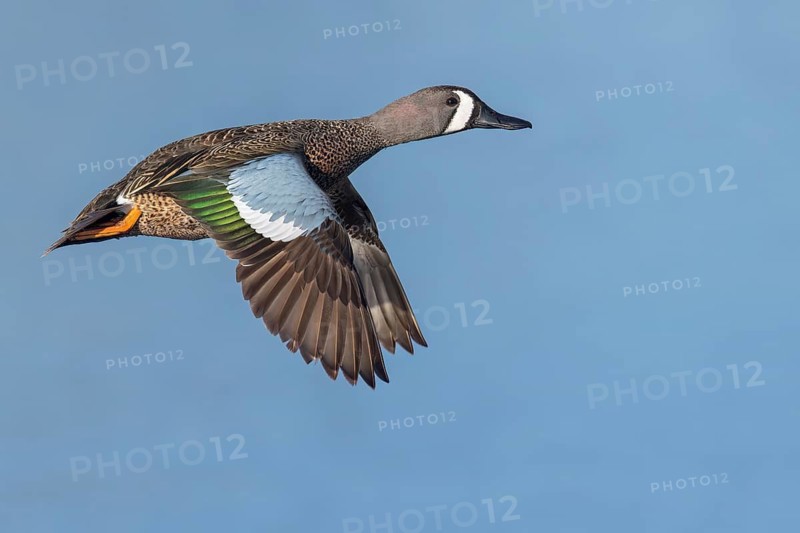 Blue-winged Teal (Anas discors) flying above pond in Manitoba, Canada