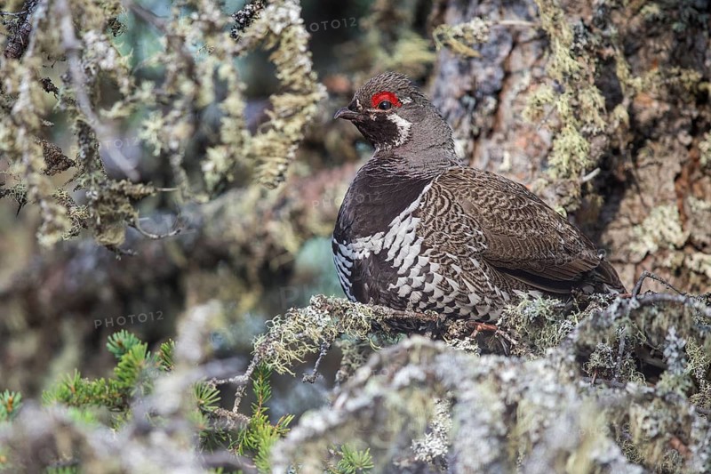 Spruce Grouse (Falcipennis canadensis) perched on a branch in Churchill, Manitoba, Canada