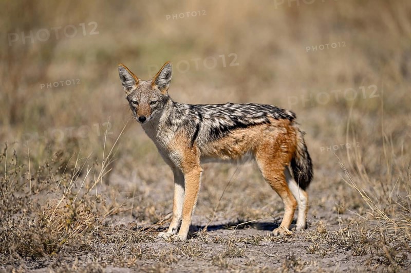 Black-backed jackal (Lupulella mesomelas), Nxai Pan National Park, near Gweta, Central District, Botswana