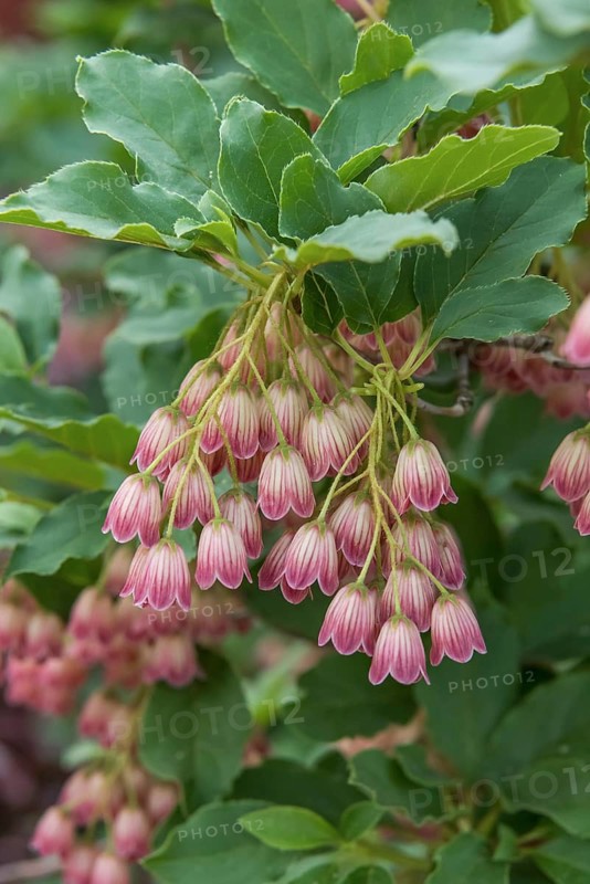 Magnificent bell (Enkianthus campanulatus), Rhodo 2018, Germany