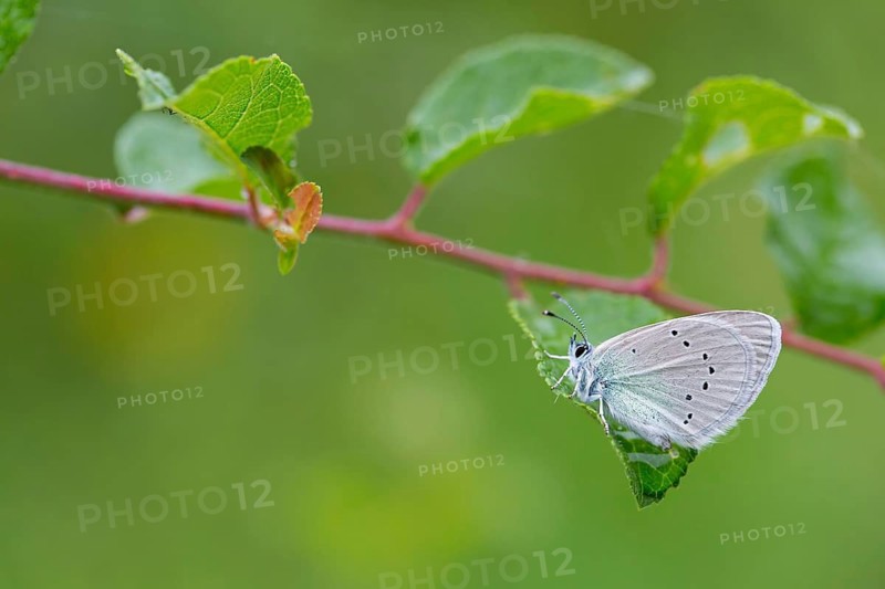 Alexis blue, (Glaucopsyche alexis), animals, insects, butterflies, butterflies, Muselievo, Pleven, Bulgaria