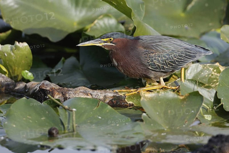 Green Heron (Butorides virescens), Florida, USA