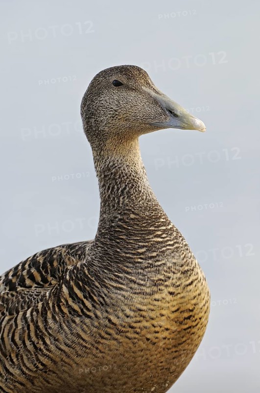 Eiderente (Somateria mollissima), Eider, Weibchen am Strand, Portrait, Juni, Duene der Insel Helgoland, Schleswig-Holstein, Deutschland