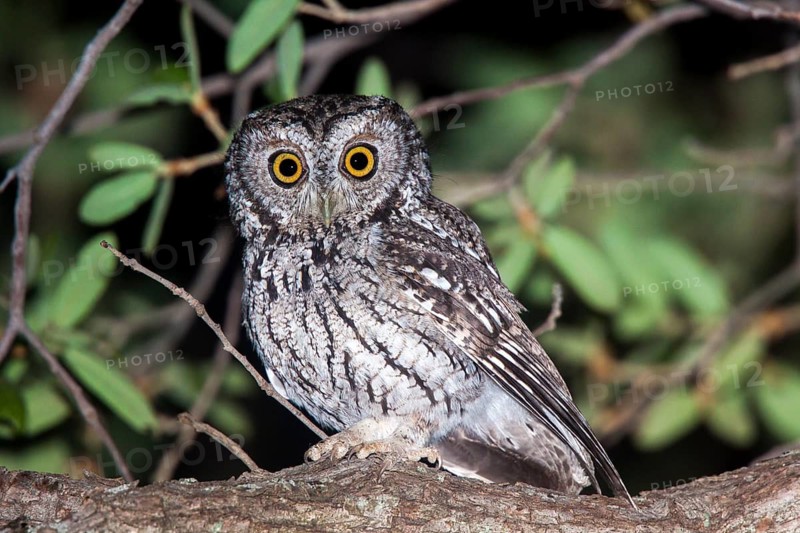 Whiskered Screech-Owl Otus trichopsis Madera Canyon, Santa Cruz County, Arizona, United States 17 May Adult Strigidae