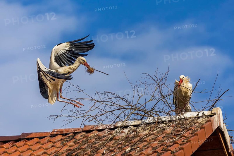 White stork (Ciconia ciconia), flying to the nest with nesting material in its beak, Affenberg, Salem, Lake Constance region, Baden-Württemberg, Germany