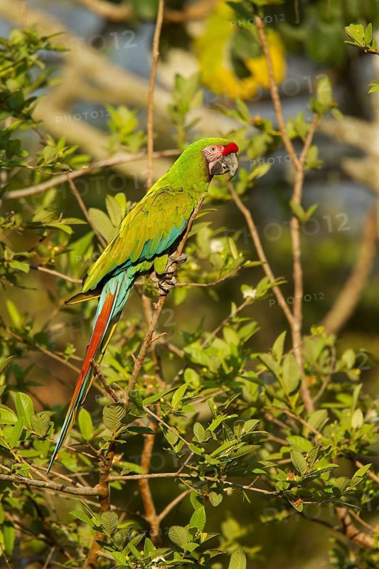 Military Macaw Ara militaris El Tuito, Jalisco, Mexico 9 June Adult Psittacidae