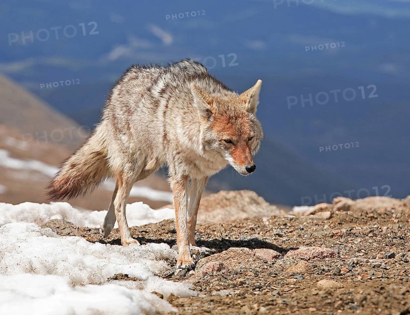 A coyote foraging in winter, Wyoming, United States