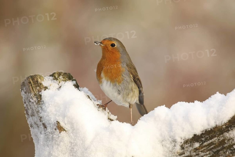 European Robin (Erithacus rubecula), Lower Saxony, Germany