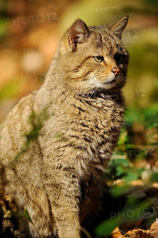 Close-up of a European wildcat (Felis silvestris silvestris) in spring in the bavarian forest