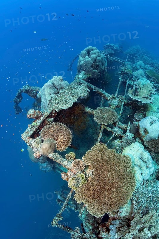 Hull, port side, overgrown with stony corals (Scleractinia), British Loyalty, wreck, shipwreck, torpedoed on 09.03.1944 by U-183, heavily damaged, self-sunk on 15.01.1946, Indian Ocean, Addu Atoll also Senu Atoll, Maldives