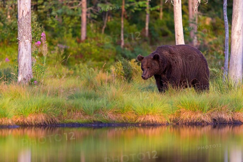 European brown bear, animals, mammals, (Ursus arctos arctos), forest, Scandinavia, bear family, also Eurasian brown bear, biotope, habitat, foraging, Lentiira, Lentiira Kuhmo, Finland