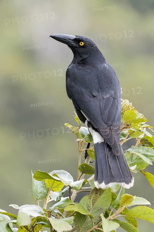Pied Currawong (Strepera graculina) perched on a branch in eastern Australia