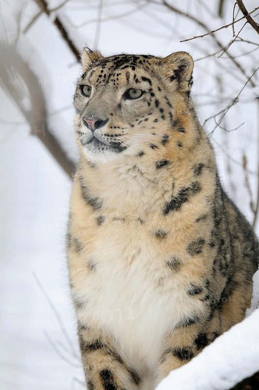 A majestic snow leopard in the snow, surrounded by trees, Snow leopard (Panthera uncia), captive