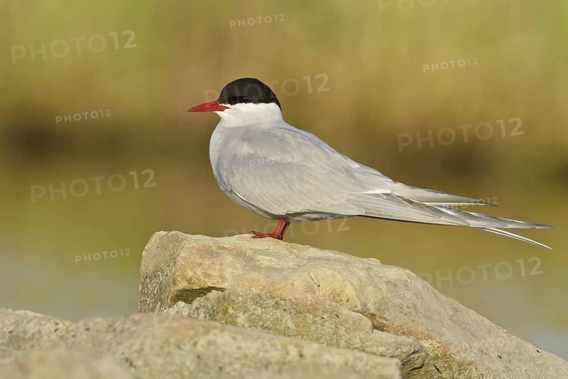 Arctic Tern (Sterna paradisaea), Manitoba, Canada