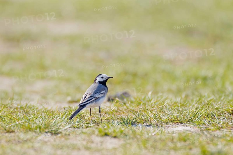 White wagtail (Motacilla alba) standing on short grass in open meadow, minimalistic natural background, Poland
