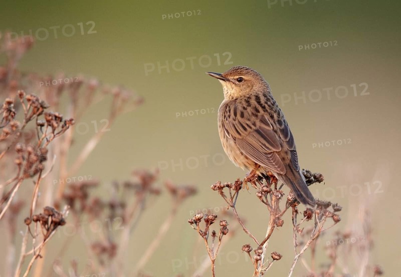 Common Grasshopper Warbler (Locustella naevia), Mecklenburg-Western Pomerania, Germany
