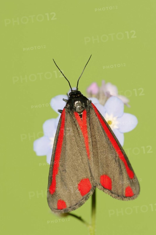Cinnabar moth (Tyria jacobaeae), North Rhine-Westphalia, Germany