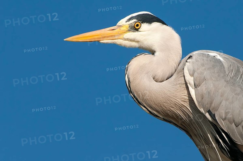 Grey Heron (Ardea cinerea), Lower Saxony, Germany