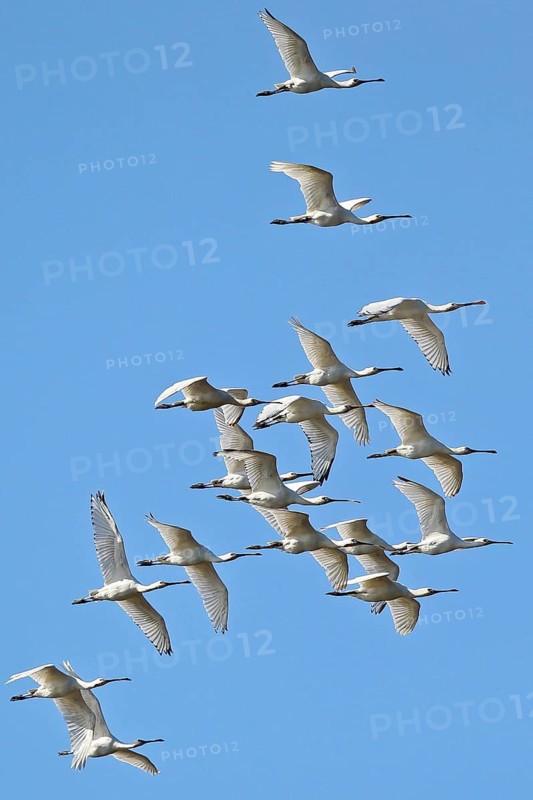 Eurasian Spoonbill (Platalea leucorodia) group flying, Schleswig-Holstein, Germany