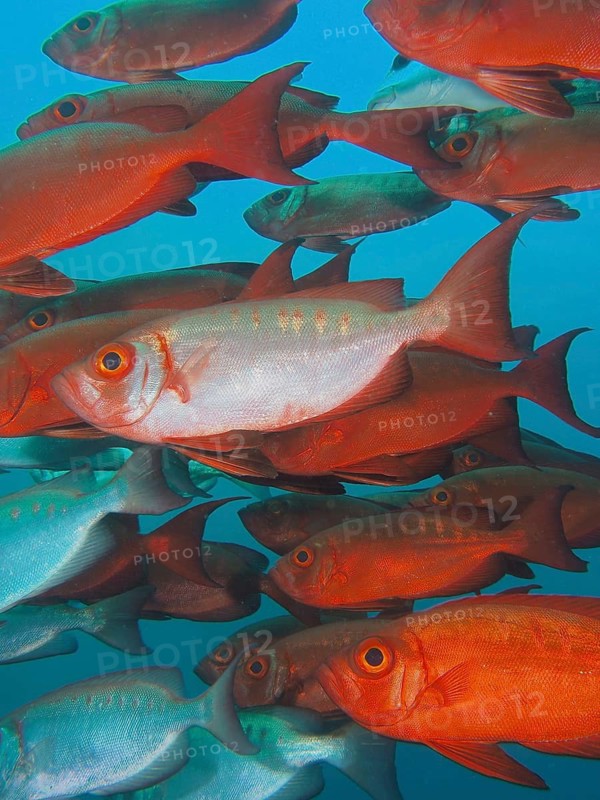 Reef bigeye perch (Priacanthus hamrur)