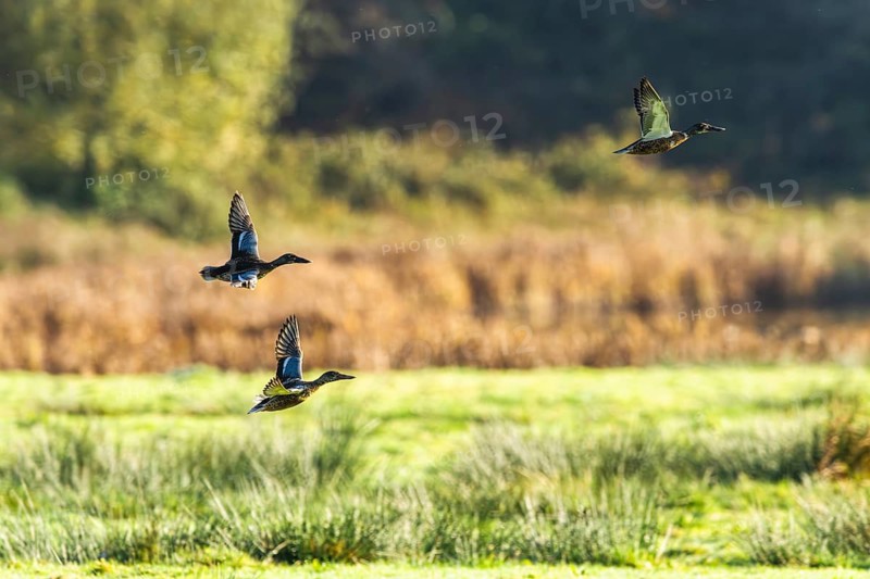 Northern Shoveler, Spatula clypeata, birds in flight over marshes, Devon, England, United Kingdom