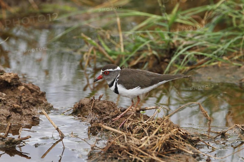 Three-banded Plover, Charadrius tricollaris, Botswana, Chobe NP