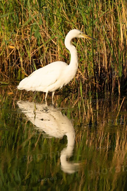 Great Egret (Ardea alba) foraging in the shallow water zone of a lake, wetland, reeds (Phragmites australis), Lower Saxony, Germany
