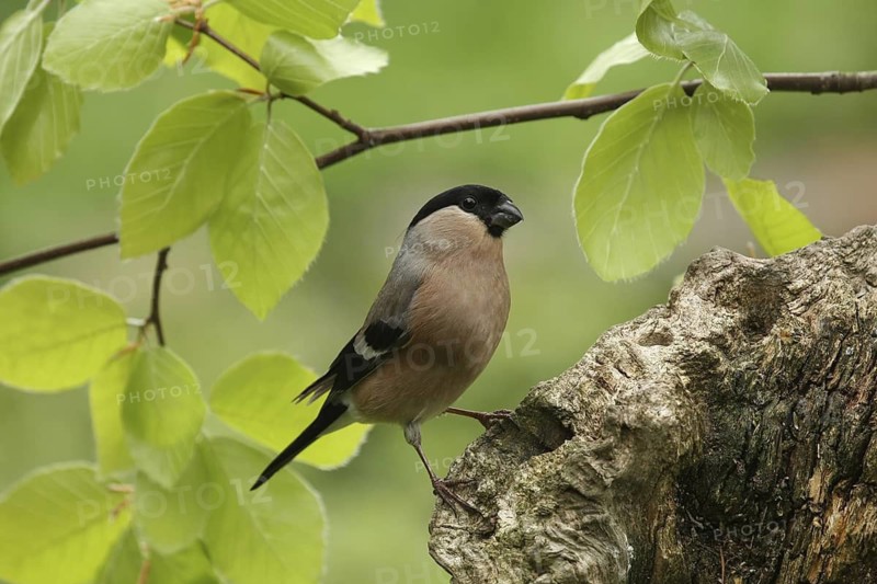 Eurasian Bullfinch (Pyrrhula pyrrhula) female, Saxony-Anhalt, Germany