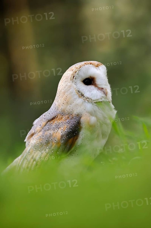 Common barn owl (Tyto alba), captive, Germany
