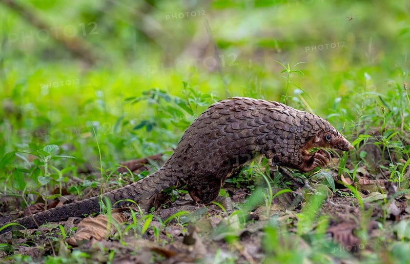 Pangolin in the grass on the ground, White-bellied pangolin (Phataginus tricuspis, Manis tricuspis), Western Region, Pangolin Rescue Centre, Uganda