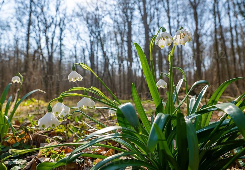 Spring snowflake (Leucojum vernum), blooming, backlit, Thuringia, Germany