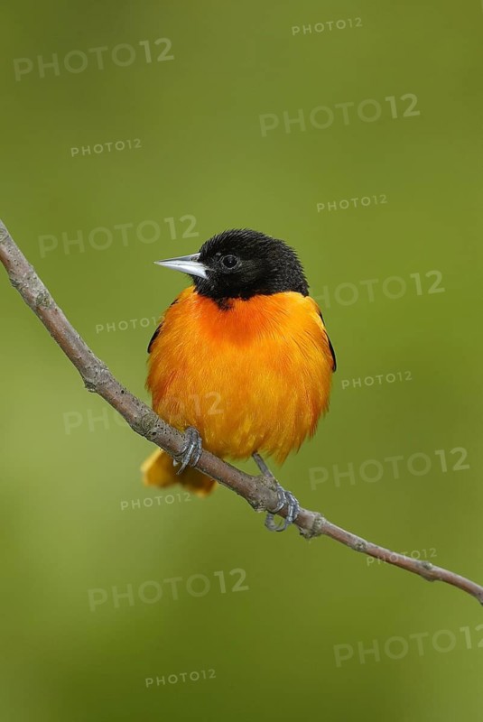 Baltimore Oriole (Icterus galbula), Ohio, USA
