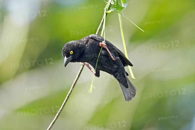 Vieillot's Black Weaver (Ploceus nigerrimus) male, Queen Elizabeth National Park, Uganda