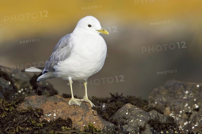 Mew Gull (Larus canus brachyrhynchus), British Columbia, Canada