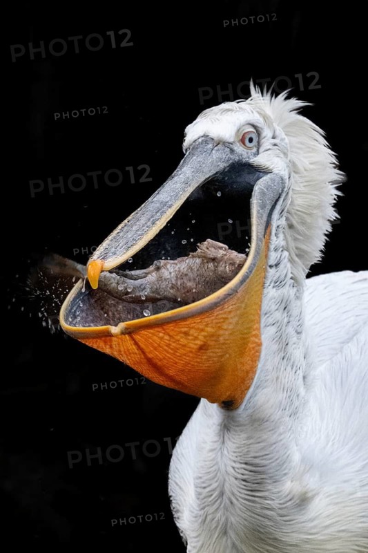 Dalmatian pelican (Pelecanus crispus), eating fish, black background, captive, Schönbrunn Zoo, Vienna, Austria